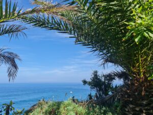 amazing tenerife scene of blue water through palm trees